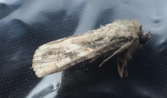 농촌진흥청은 옥수수를 갉아 먹는 해충인 열대거세미나방이 올해 국내 처음으로 제주에서 확인됐다고 23일 밝혔다. 열대거세미나방 <연합뉴스>